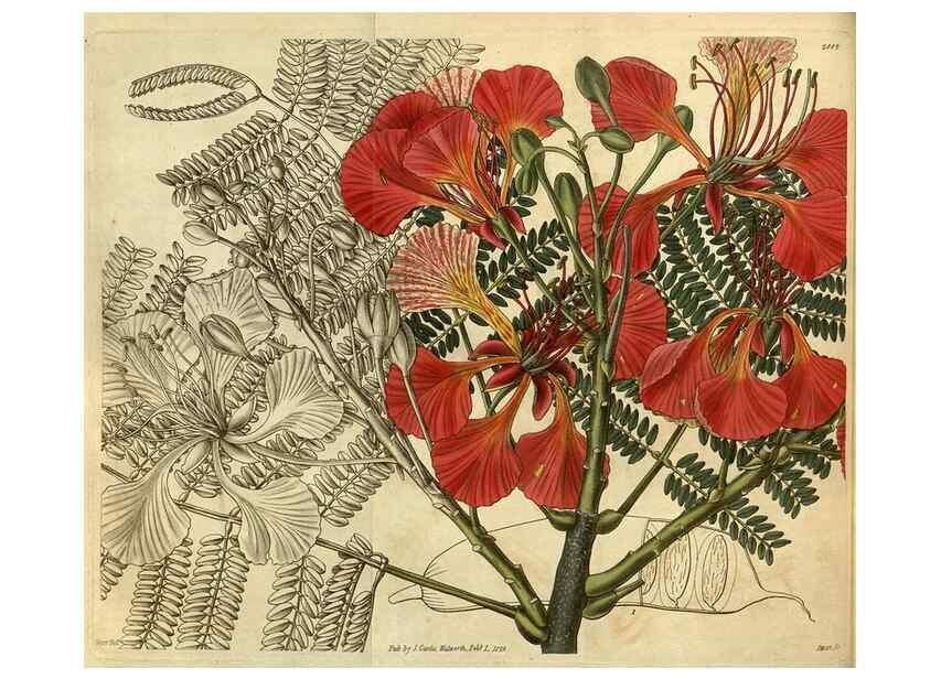 Reproducción/Reproduction 34404380584: Curtis's botanical magazine.. London ; New York [etc.] :Academic Press [etc.]