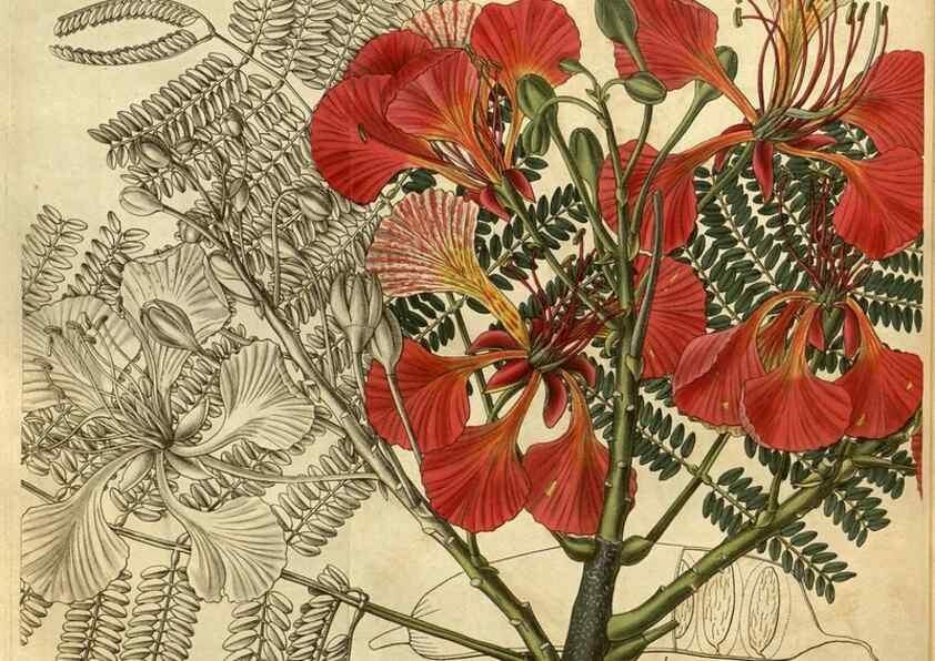 Reproducción/Reproduction 34404380584: Curtis's botanical magazine.. London ; New York [etc.] :Academic Press [etc.]