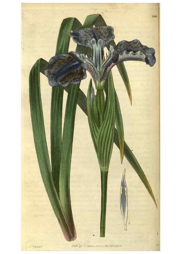 Reproducción/Reproduction 34404383524: Curtis's botanical magazine.. London ; New York [etc.] :Academic Press [etc.]