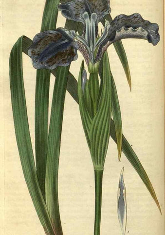 Reproducción/Reproduction 34404383524: Curtis's botanical magazine.. London ; New York [etc.] :Academic Press [etc.]
