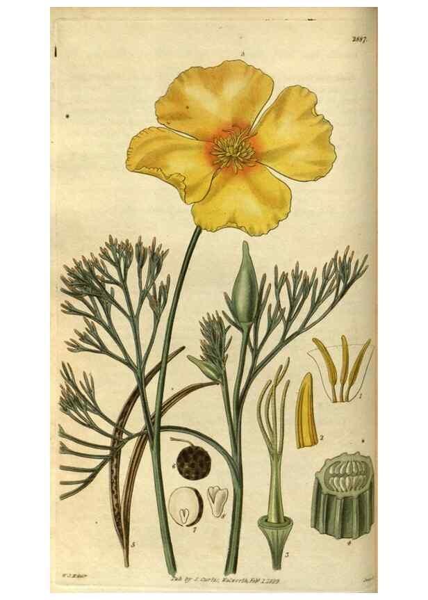 Reproducción/Reproduction 34404385184: Curtis's botanical magazine.. London ; New York [etc.] :Academic Press [etc.]