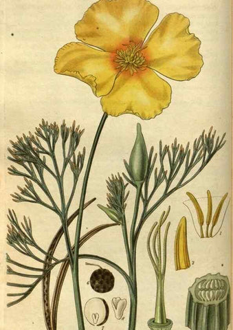 Reproducción/Reproduction 34404385184: Curtis's botanical magazine.. London ; New York [etc.] :Academic Press [etc.]