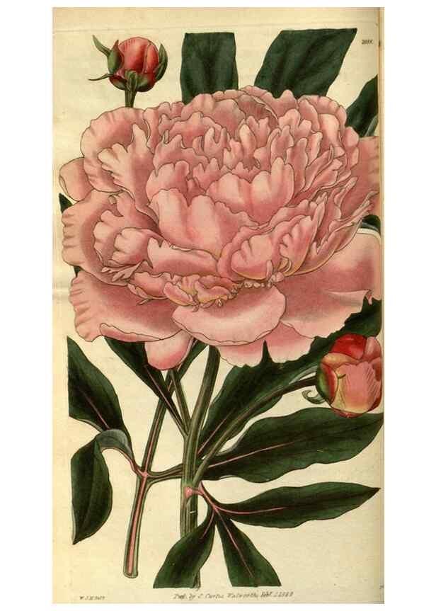 Reproducción/Reproduction 35208392526: Curtis's botanical magazine.. London ; New York [etc.] :Academic Press [etc.]