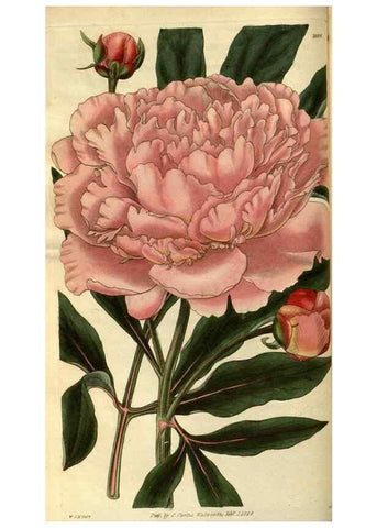 Reproducción/Reproduction 35208392526: Curtis's botanical magazine.. London ; New York [etc.] :Academic Press [etc.]