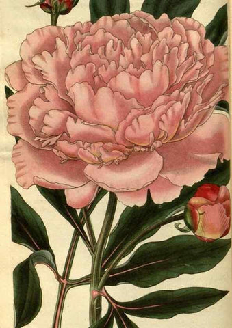Reproducción/Reproduction 35208392526: Curtis's botanical magazine.. London ; New York [etc.] :Academic Press [etc.]