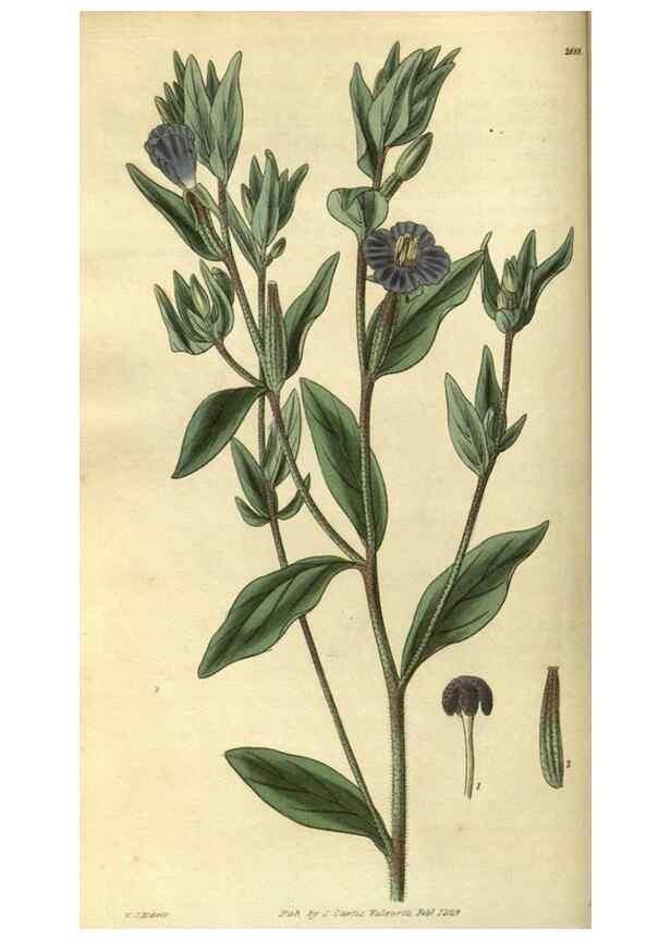 Reproducción/Reproduction 35208395436: Curtis's botanical magazine.. London ; New York [etc.] :Academic Press [etc.]