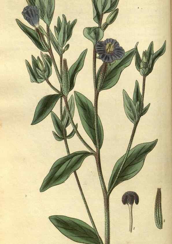 Reproducción/Reproduction 35208395436: Curtis's botanical magazine.. London ; New York [etc.] :Academic Press [etc.]