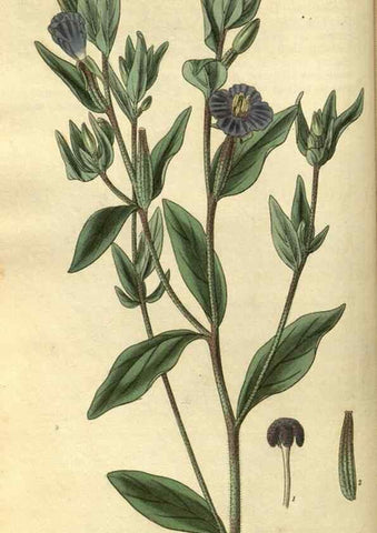 Reproducción/Reproduction 35208395436: Curtis's botanical magazine.. London ; New York [etc.] :Academic Press [etc.]