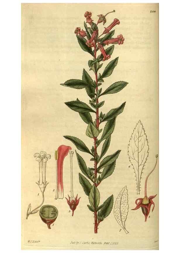 Reproducción/Reproduction 35208398626: Curtis's botanical magazine.. London ; New York [etc.] :Academic Press [etc.]