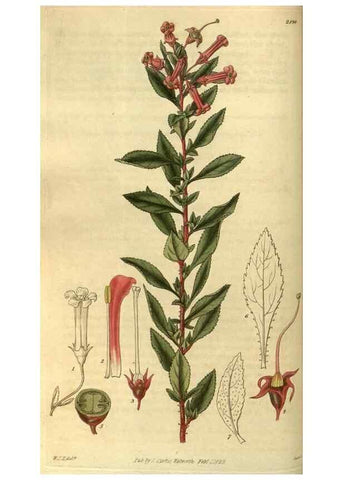 Reproducción/Reproduction 35208398626: Curtis's botanical magazine.. London ; New York [etc.] :Academic Press [etc.]