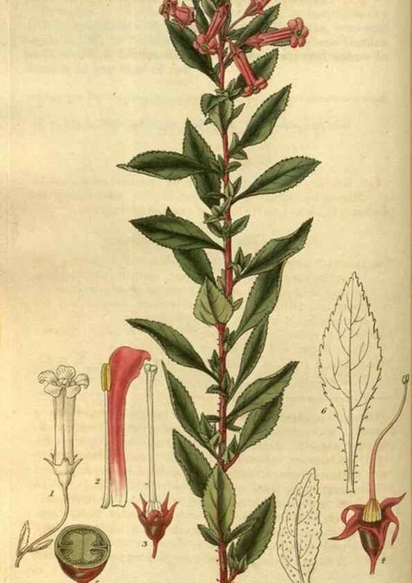 Reproducción/Reproduction 35208398626: Curtis's botanical magazine.. London ; New York [etc.] :Academic Press [etc.]