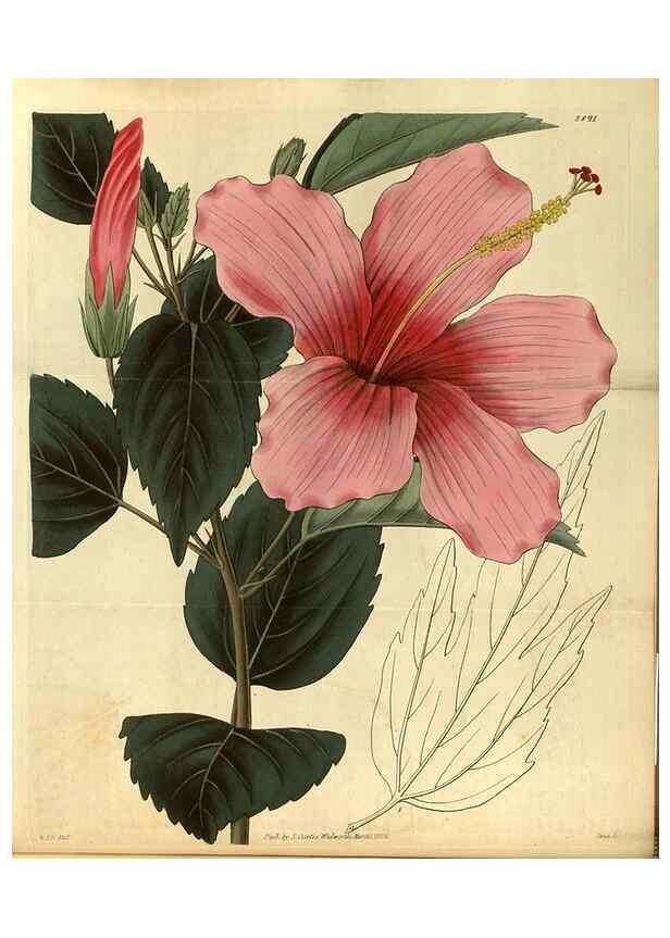 Reproducción/Reproduction 35208401766: Curtis's botanical magazine.. London ; New York [etc.] :Academic Press [etc.]