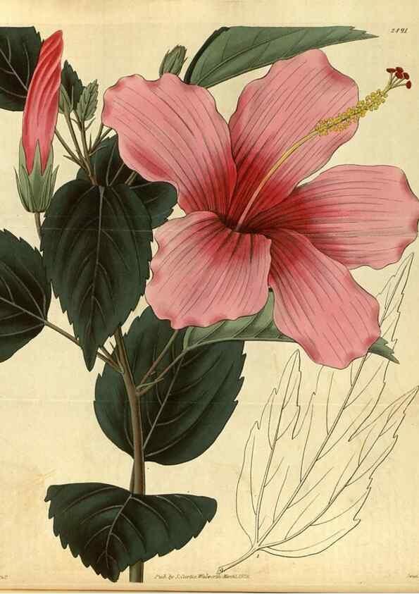 Reproducción/Reproduction 35208401766: Curtis's botanical magazine.. London ; New York [etc.] :Academic Press [etc.]