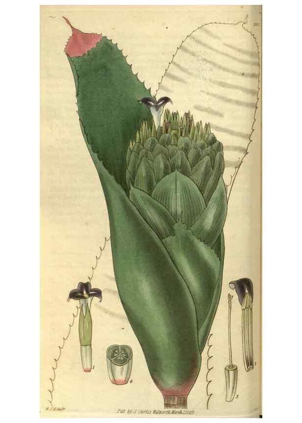 Reproducción/Reproduction 35248331335: Curtis's botanical magazine.. London ; New York [etc.] :Academic Press [etc.]