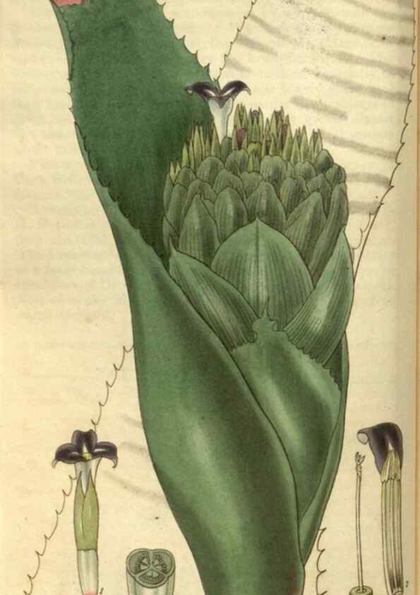 Reproducción/Reproduction 35248331335: Curtis's botanical magazine.. London ; New York [etc.] :Academic Press [etc.]