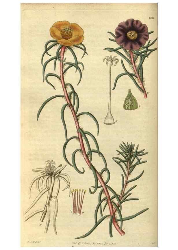 Reproducción/Reproduction 34404382244: Curtis's botanical magazine.. London ; New York [etc.] :Academic Press [etc.]