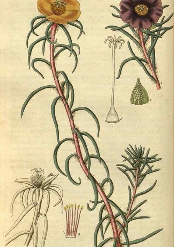 Reproducción/Reproduction 34404382244: Curtis's botanical magazine.. London ; New York [etc.] :Academic Press [etc.]