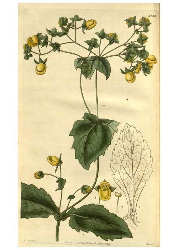 Reproducción/Reproduction 34404368004: Curtis's botanical magazine.. London ; New York [etc.] :Academic Press [etc.]