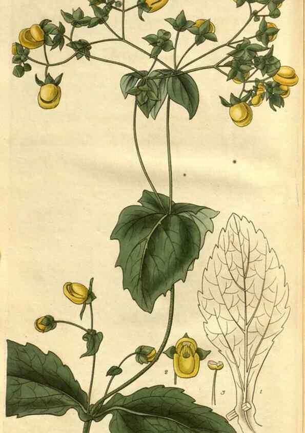 Reproducción/Reproduction 34404368004: Curtis's botanical magazine.. London ; New York [etc.] :Academic Press [etc.]