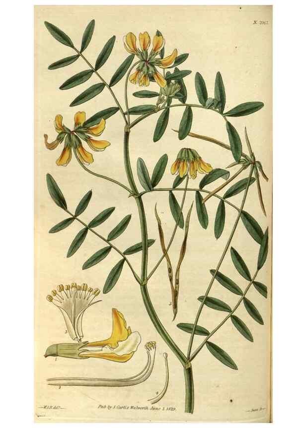 Reproducción/Reproduction 34404429834: Curtis's botanical magazine.. London ; New York [etc.] :Academic Press [etc.]
