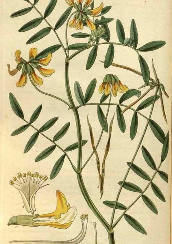 Reproducción/Reproduction 34404429834: Curtis's botanical magazine.. London ; New York [etc.] :Academic Press [etc.]