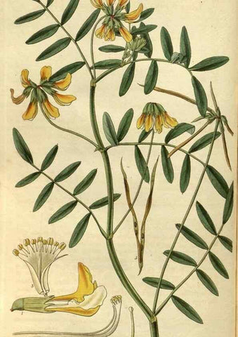 Reproducción/Reproduction 34404429834: Curtis's botanical magazine.. London ; New York [etc.] :Academic Press [etc.]
