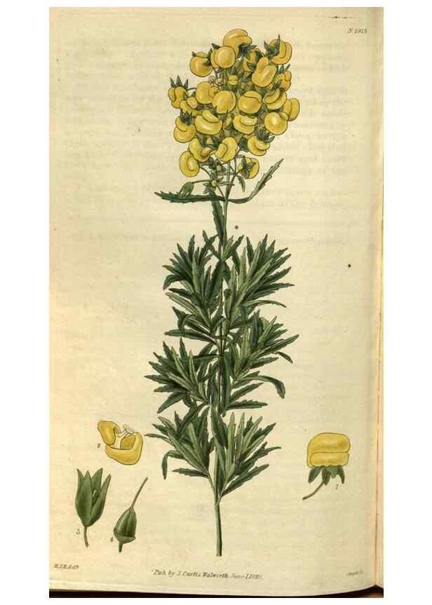 Reproducción/Reproduction 35083096882: Curtis's botanical magazine.. London ; New York [etc.] :Academic Press [etc.]