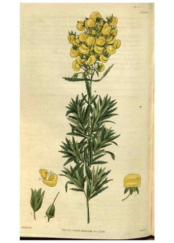 Reproducción/Reproduction 35083096882: Curtis's botanical magazine.. London ; New York [etc.] :Academic Press [etc.]