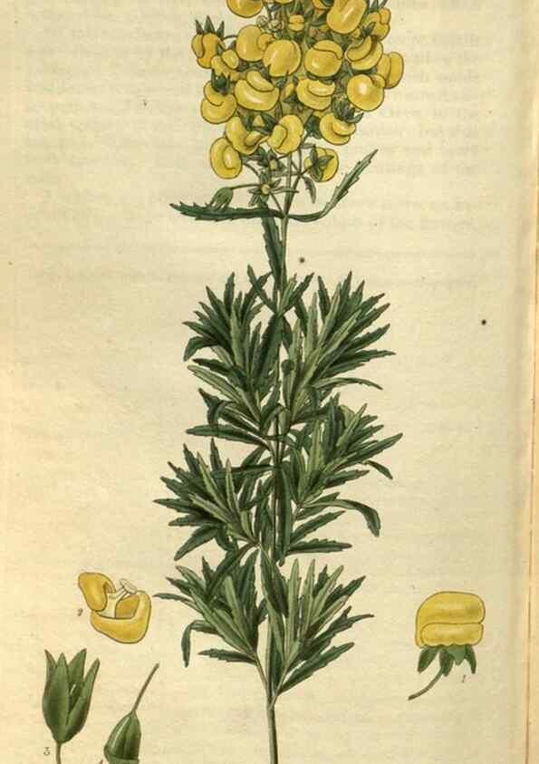 Reproducción/Reproduction 35083096882: Curtis's botanical magazine.. London ; New York [etc.] :Academic Press [etc.]