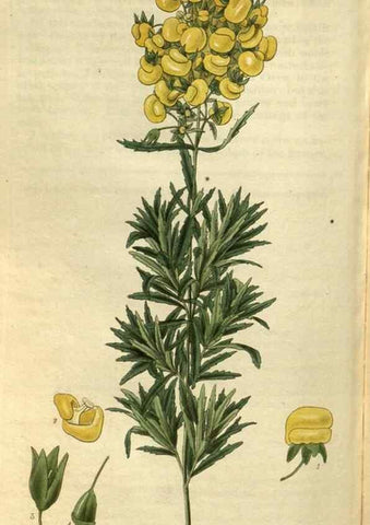 Reproducción/Reproduction 35083096882: Curtis's botanical magazine.. London ; New York [etc.] :Academic Press [etc.]