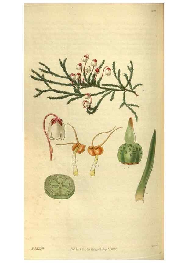 Reproducción/Reproduction 35248428005: Curtis's botanical magazine.. London ; New York [etc.] :Academic Press [etc.]