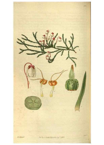 Reproducción/Reproduction 35248428005: Curtis's botanical magazine.. London ; New York [etc.] :Academic Press [etc.]