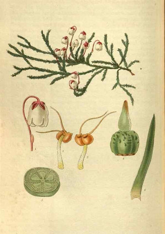 Reproducción/Reproduction 35248428005: Curtis's botanical magazine.. London ; New York [etc.] :Academic Press [etc.]