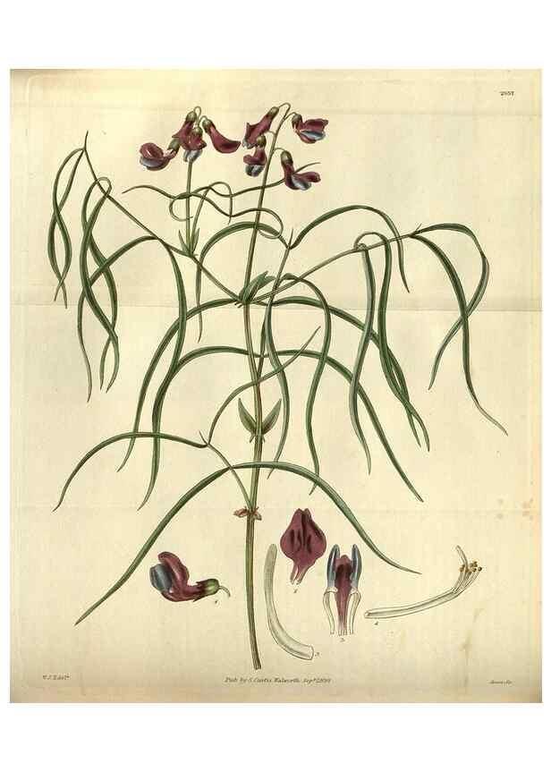 Reproducción/Reproduction 35248430035: Curtis's botanical magazine.. London ; New York [etc.] :Academic Press [etc.]
