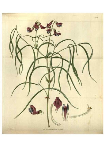 Reproducción/Reproduction 35248430035: Curtis's botanical magazine.. London ; New York [etc.] :Academic Press [etc.]