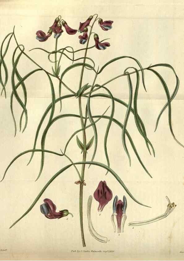 Reproducción/Reproduction 35248430035: Curtis's botanical magazine.. London ; New York [etc.] :Academic Press [etc.]