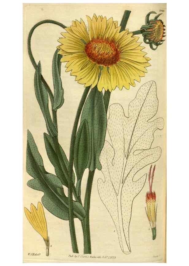 Reproducción/Reproduction 34439431383: Curtis's botanical magazine.. London ; New York [etc.] :Academic Press [etc.]