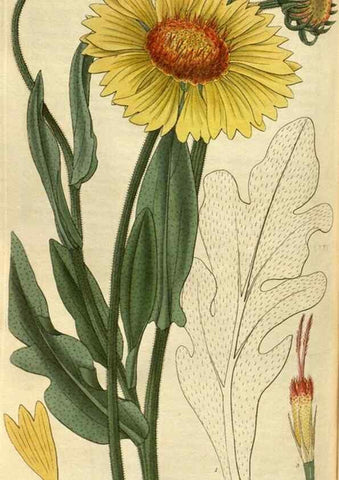 Reproducción/Reproduction 34439431383: Curtis's botanical magazine.. London ; New York [etc.] :Academic Press [etc.]