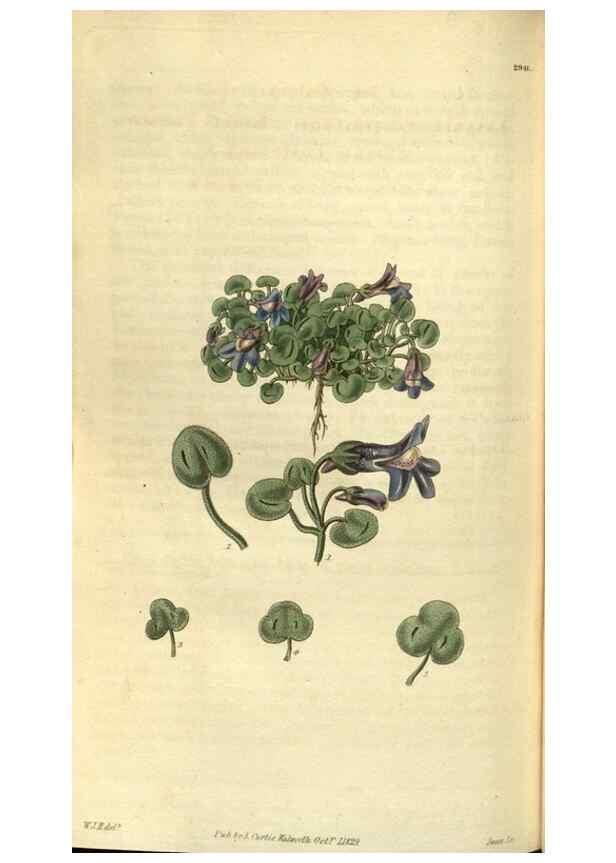 Reproducción/Reproduction 35248437935: Curtis's botanical magazine.. London ; New York [etc.] :Academic Press [etc.]