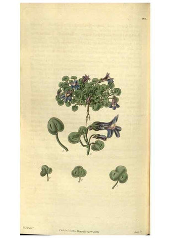 Reproducción/Reproduction 35248437935: Curtis's botanical magazine.. London ; New York [etc.] :Academic Press [etc.]