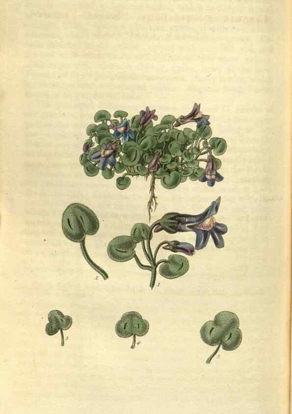 Reproducción/Reproduction 35248437935: Curtis's botanical magazine.. London ; New York [etc.] :Academic Press [etc.]