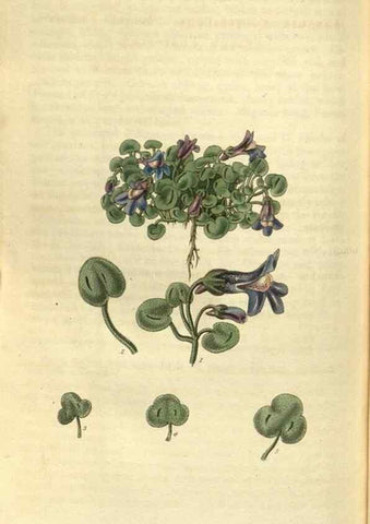 Reproducción/Reproduction 35248437935: Curtis's botanical magazine.. London ; New York [etc.] :Academic Press [etc.]
