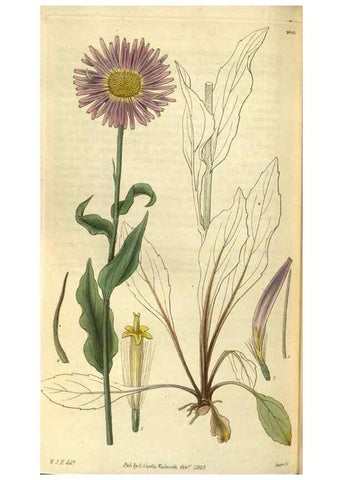 Reproducción/Reproduction 35248440245: Curtis's botanical magazine.. London ; New York [etc.] :Academic Press [etc.]