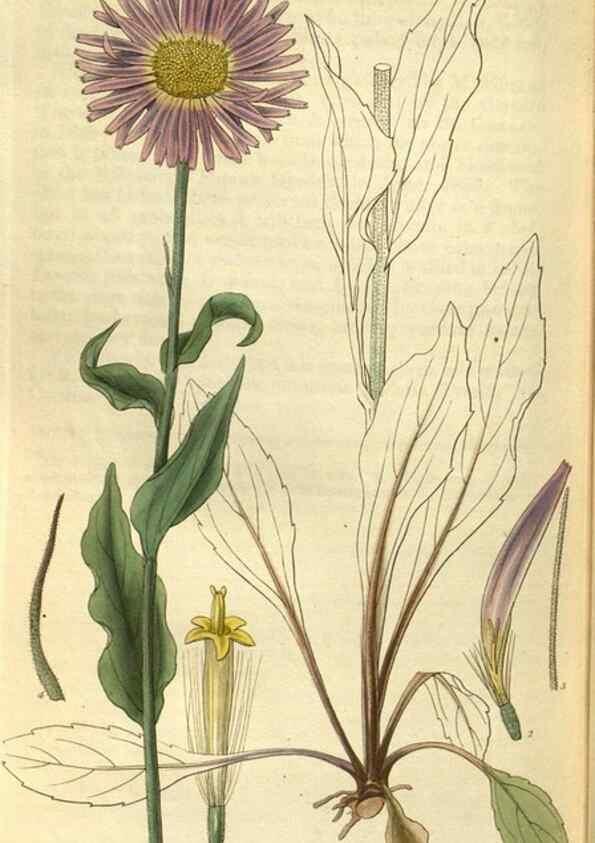 Reproducción/Reproduction 35248440245: Curtis's botanical magazine.. London ; New York [etc.] :Academic Press [etc.]