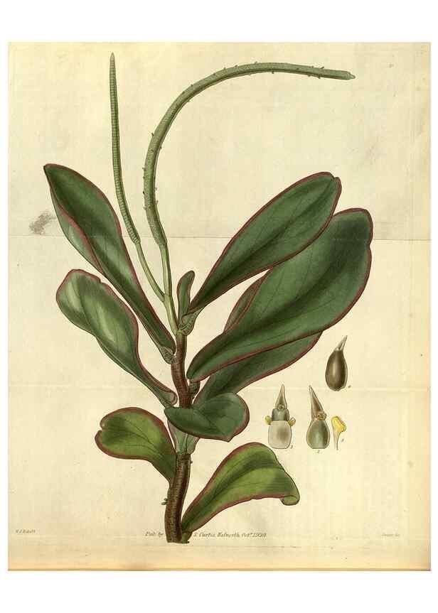 Reproducción/Reproduction 35248442295: Curtis's botanical magazine.. London ; New York [etc.] :Academic Press [etc.]