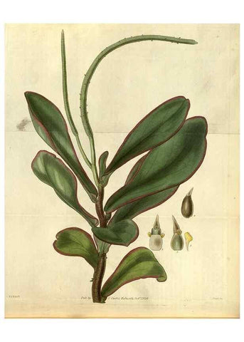 Reproducción/Reproduction 35248442295: Curtis's botanical magazine.. London ; New York [etc.] :Academic Press [etc.]