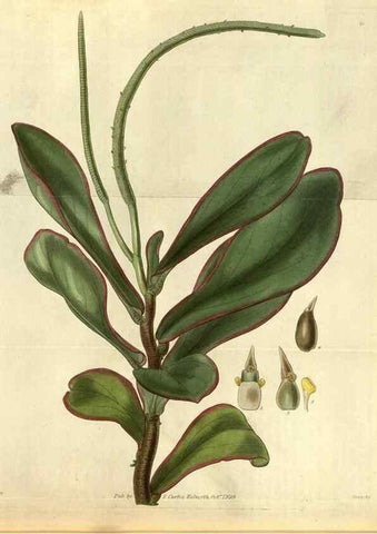 Reproducción/Reproduction 35248442295: Curtis's botanical magazine.. London ; New York [etc.] :Academic Press [etc.]