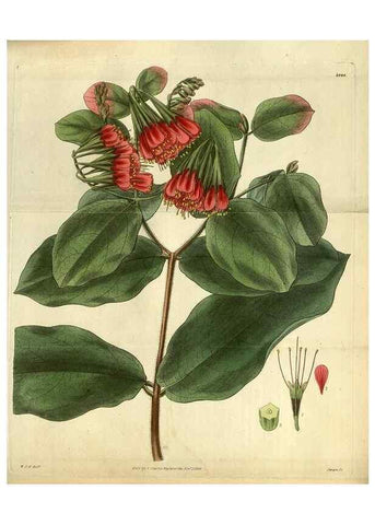 Reproducción/Reproduction 35248444315: Curtis's botanical magazine.. London ; New York [etc.] :Academic Press [etc.]