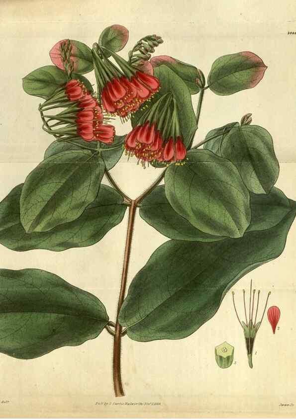 Reproducción/Reproduction 35248444315: Curtis's botanical magazine.. London ; New York [etc.] :Academic Press [etc.]
