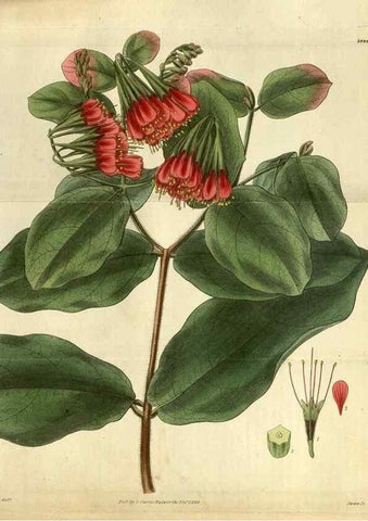Reproducción/Reproduction 35248444315: Curtis's botanical magazine.. London ; New York [etc.] :Academic Press [etc.]